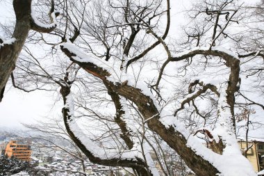 Kış parkında kar yağışı harika ağaçlarla