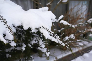 Kış manzarası, çam dallarında kar.