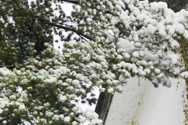 Kış manzarası, çam dallarında kar.
