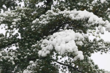 Kış manzarası, çam dallarında kar.