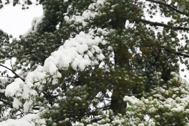 Kış manzarası, çam dallarında kar.