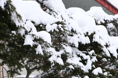 Kış manzarası, çam dallarında kar.