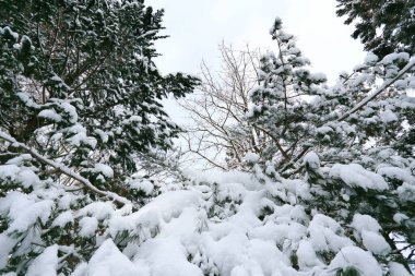 Kış manzarası, çam dallarında kar.