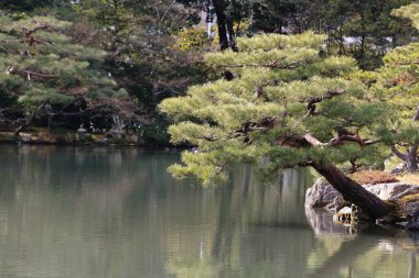 Kyoto, Japonya-ünlü Kinkakuji 'de Japon Bahçesi (Kinkaku-Ji)