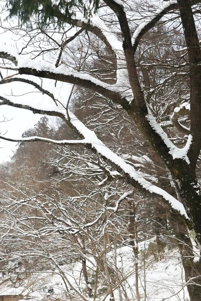 Schneefall Winterpark Mit Wunderschönen Bäumen — Stockfoto