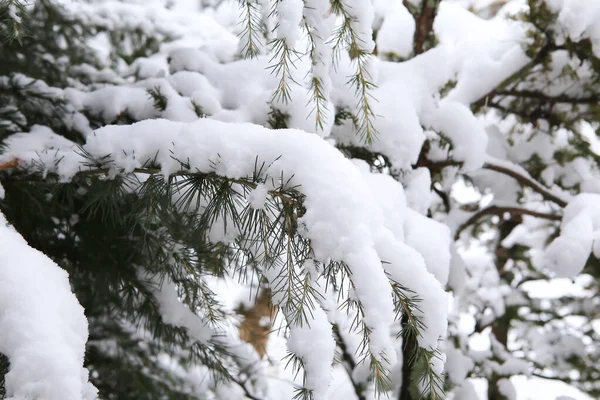 Kış manzarası, çam dallarında kar.
