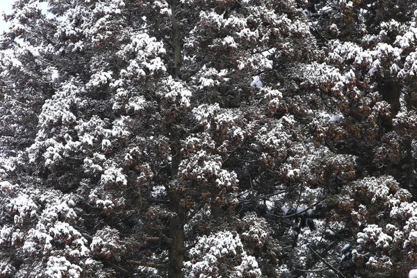 Winterszene Schnee Auf Kiefernzweigen — Stockfoto
