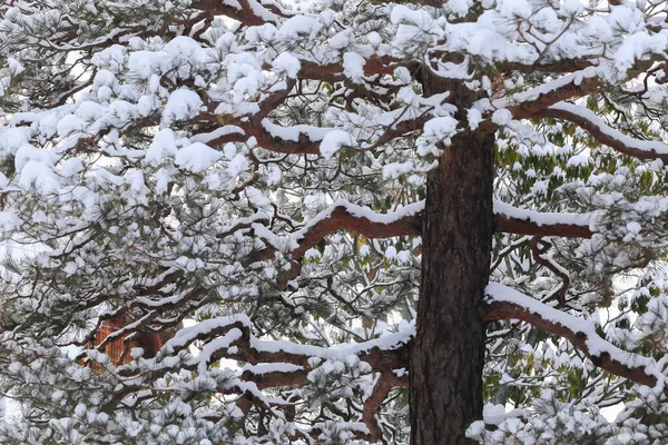 Зимняя Сцена Снег Сосновых Ветках — стоковое фото