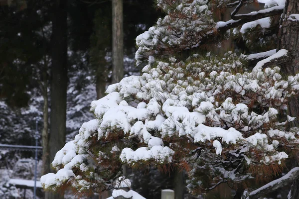 Зимняя Сцена Снег Сосновых Ветках — стоковое фото