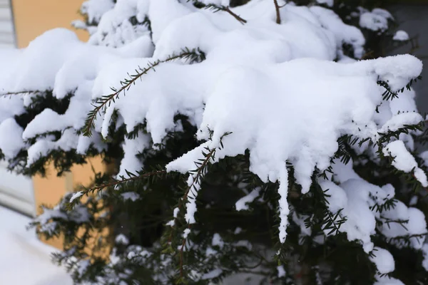Kış manzarası, çam dallarında kar.