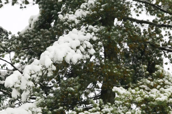 Kış manzarası, çam dallarında kar.