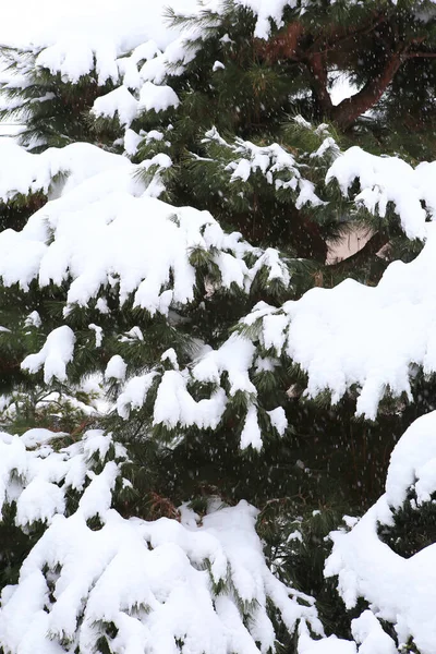 Kış manzarası, çam dallarında kar.