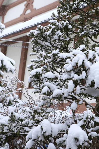 Winter Scene Snow Pine Branches — Stock Photo, Image