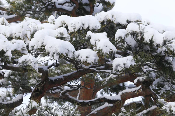 Winter Scene Snow Pine Branches — Stock Photo, Image