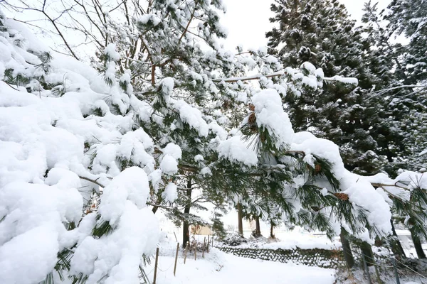 stock image Winter scene, snow on pine branches.