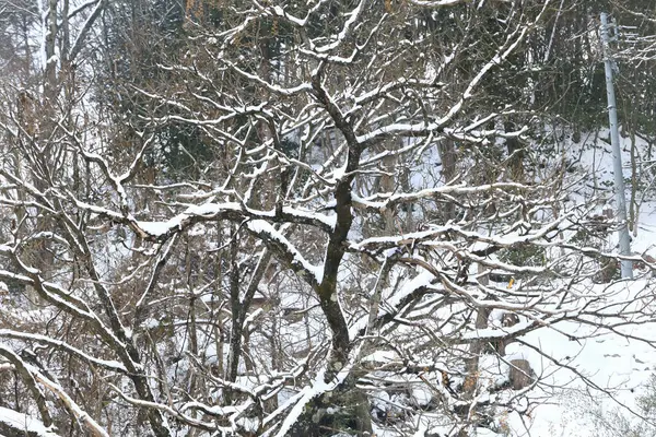 Снег Зимнем Парке Чудесными Деревьями — стоковое фото
