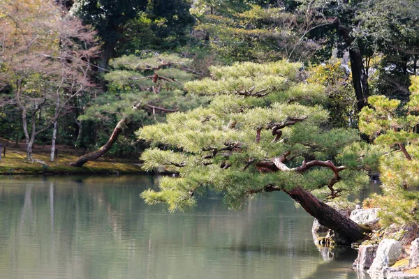 Kyoto Japan Japansk Trädgård Vid Berömda Kinkakuji Kinkaku — Stockfoto