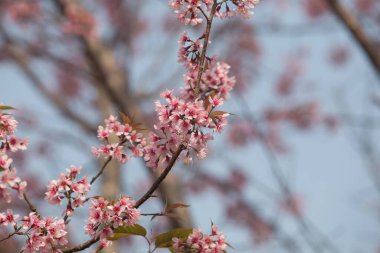 Tayland 'da Vahşi Himalaya Kirazı (Prunus cerasoides)