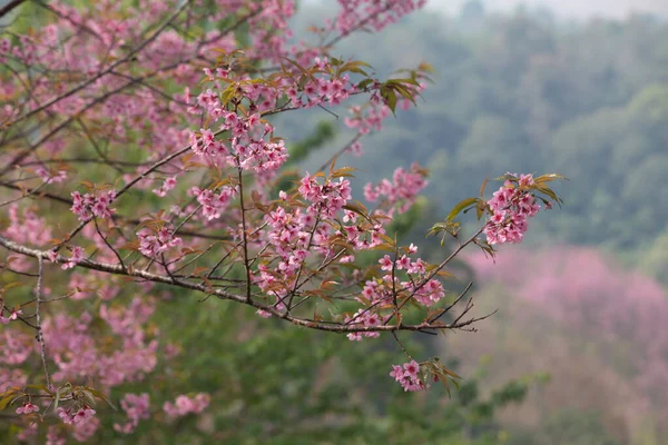 Dzika Wiśnia Himalajska Prunus Cerasoides Tajlandii — Zdjęcie stockowe