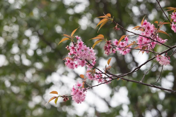 타이의 히말라야 Prunus Cerasoides — 스톡 사진