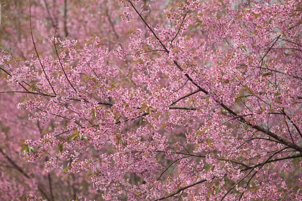 Cereza Del Himalaya Salvaje Prunus Cerasoides Tailandia —  Fotos de Stock