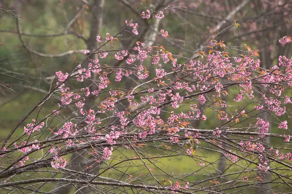 タイの野生のヒマラヤの桜 Prunus Cerasoides — ストック写真