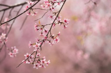 Tayland 'da Vahşi Himalaya Kirazı (Prunus cerasoides)