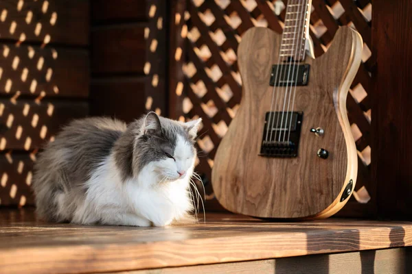 Electric guitar and a cat  outside on the wooden terrace