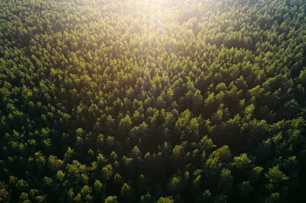 Widok Powietrza Lasu Sosnowego Zachodzie Słońca — Zdjęcie stockowe