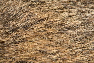 Kırmızı pürüzlü kürk dokusu, desenli arkaplan