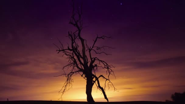 Kurumuş Ağacın Silueti Hayret Verici Gökyüzüne Zaman Kavramına Karşı — Stok video