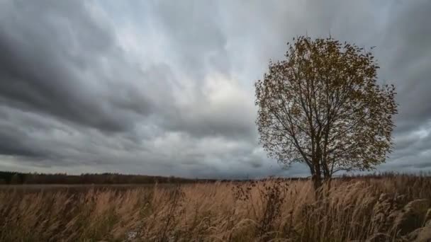 Kasvetli Gökyüzünün Altında Yapayalnız Ağaç Hızlandırılmış Video — Stok video