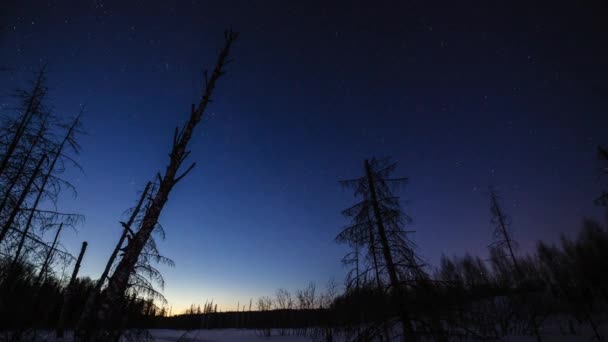 Téli Éjszakai Táj Erdőkkel Kihalt Fákkal Csillagos Alatt Time Lapse — Stock videók