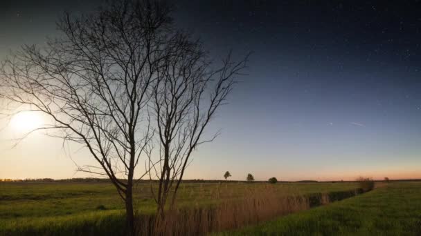 Timelapse Bare Tree Green Field Sunset Starry Skies — Stock Video