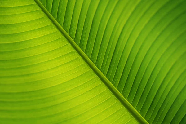 Detailní Struktura Banánového Palmového Listu — Stock fotografie