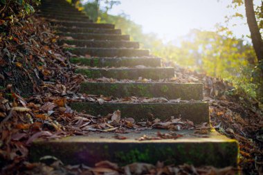 Sonbahar ormanındaki eski merdivenler, düşmüş yapraklarla kaplı.