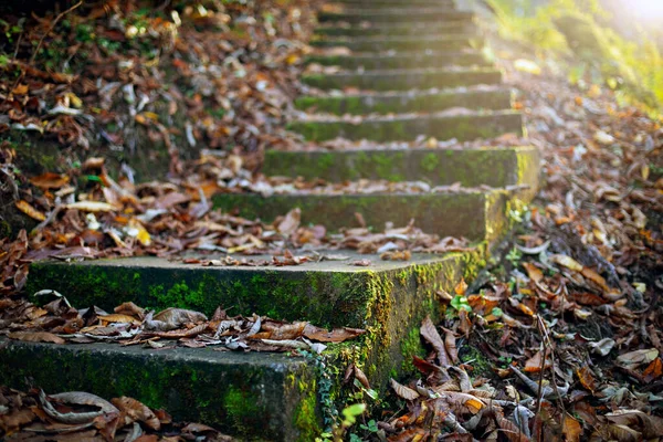 Vieja Escalera Bosque Otoñal Cubierta Hojas Caídas —  Fotos de Stock