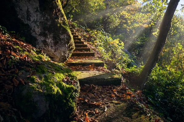 秋天森林里被弃置的楼梯穿过石头和树木 — 图库照片