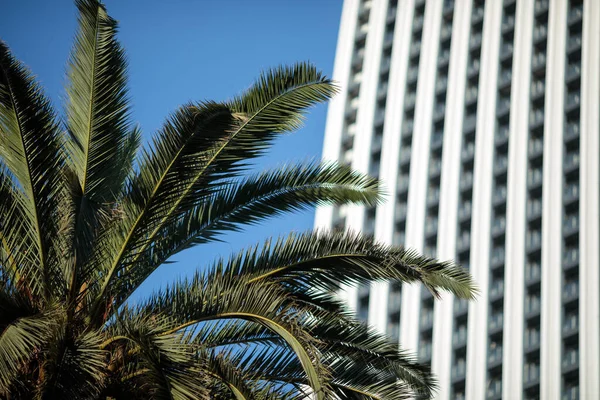 现代建筑表面有条纹图案的最简约的照片 在晴朗的蓝天下显得十分醒目 大楼左边可以看到一棵棕榈树 这给现场增添了一丝绿意 专注于棕榈树 免版税图库图片