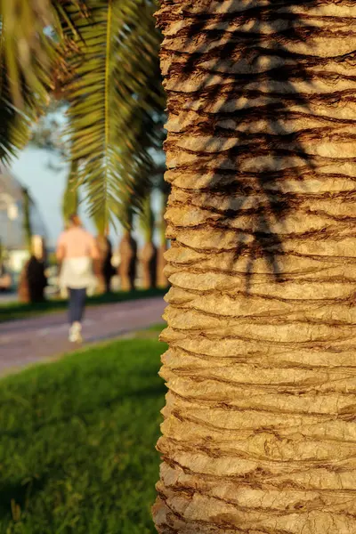 Sommarkväll Allmän Park Stam Palm Förgrunden Kör Människor Suddig Bakgrund Royaltyfria Stockfoton
