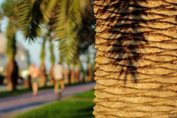夏天的傍晚 在一个公园 前景色一片棕榈树 在模糊的背景下跑步和骑自行车的人 免版税图库图片