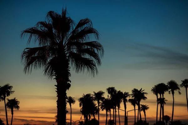 美丽的落日下海滨棕榈树的轮廓 图库图片