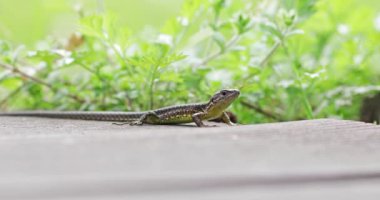 Küçük bir kertenkele (Zootoca vivivipara), arka planda yeşil bitkilerle güneşin tadını çıkaran ahşap bir geçitte dinlenir..