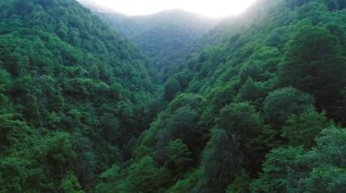 Atmosferik uçuş sisli bir dağ vadisinde. Bereketli ormanlar ve bulutların arasından süzülen yumuşak ışık rüya gibi, sakin bir manzara yaratıyor..