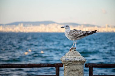 Arkaplanı deniz olan bir çitin üzerine tünemiş martı.