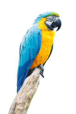 Blue-and-yellow macaw (Ara ararauna) with a large curved black beak, perched, isolated against a white background. clipart