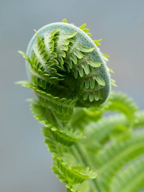 Close-up macro shot of a young fern frond (Matteuccia struthiopteris) unfurling. clipart