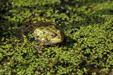 Marsh frog (Pelophylax ridibundus) partially submerged in a pond with floating duckweed, basking in natural sunlight. clipart