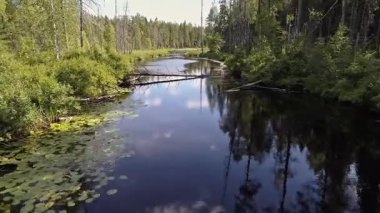 İnsansız hava aracı görüntüleri sakin bir derenin üzerinde süzülüyor bataklık kıyıları ile kuzey taygası boyunca süzülüyor..