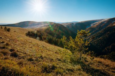 Parlak güneş, ormanlık bir vadiye tepeden bakan çam ağacıyla altın, çimenli bir yamacın üzerinde parlıyor..